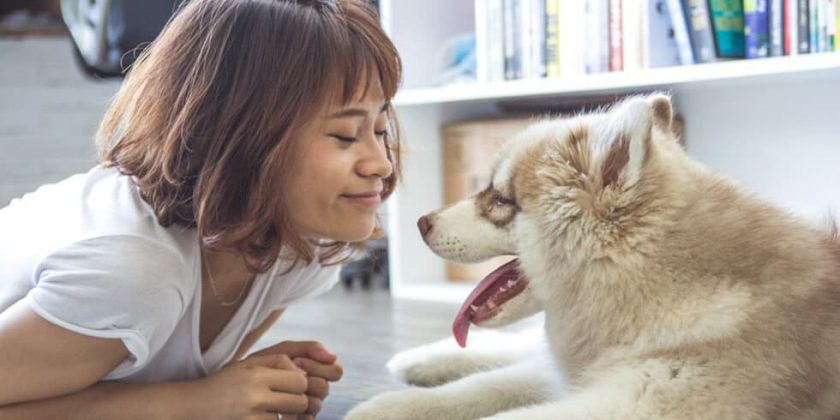 Tips for a Dog-Friendly Home